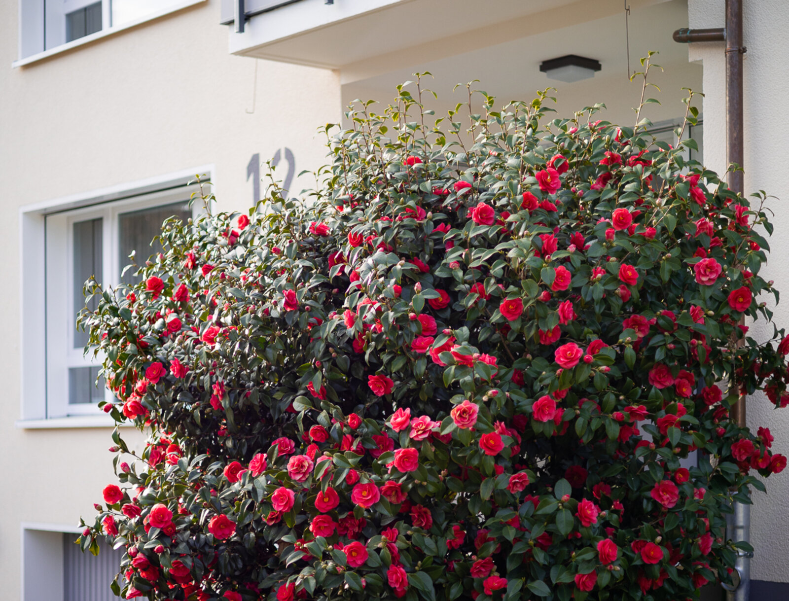 Kamelienstrauch mit zahlreichen roten Blüten vor einem Mehrfamilienhaus. Im Hintergrund sind Fenster und Fassade zu sehen.