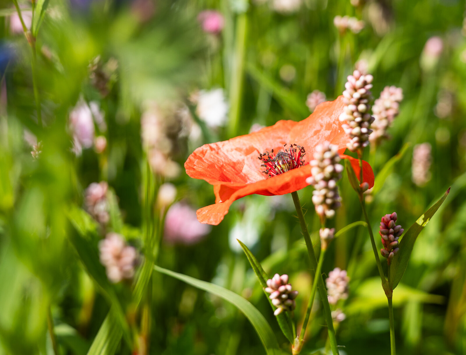 Nahaufnahme von Klatschmohn auf einer Blühwiese.