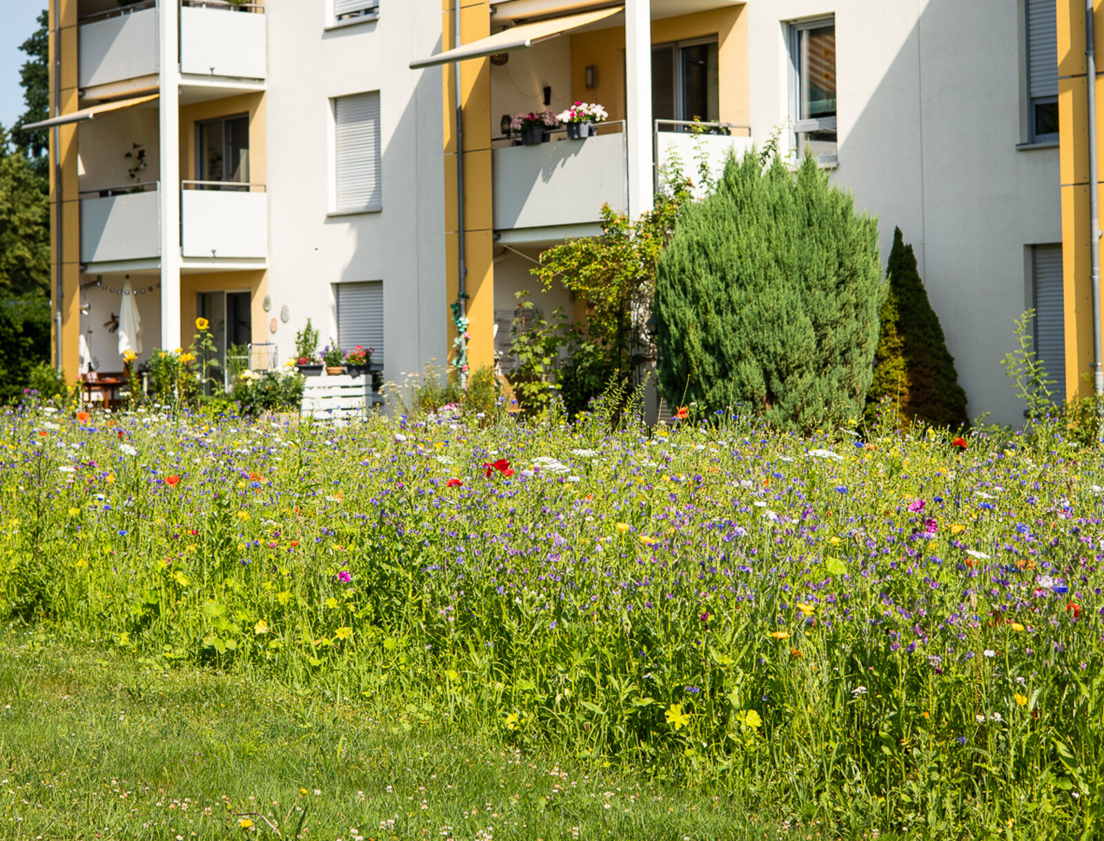 Blühwiese in Kamen-Methler. Im Hintergrund sind die Wohnobjekte am Pastoratsfels zu sehen.