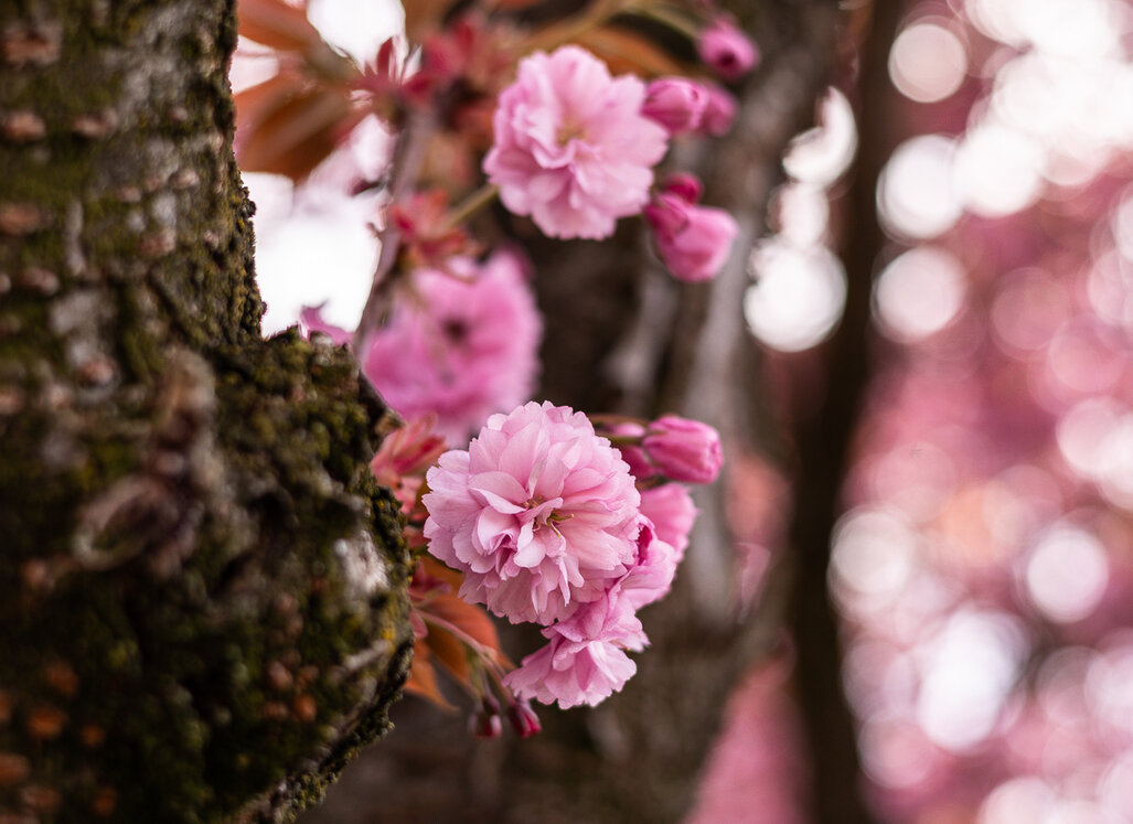 Nahaufnahme von rosafarbenen Kirschblüten an einem Baumstamm