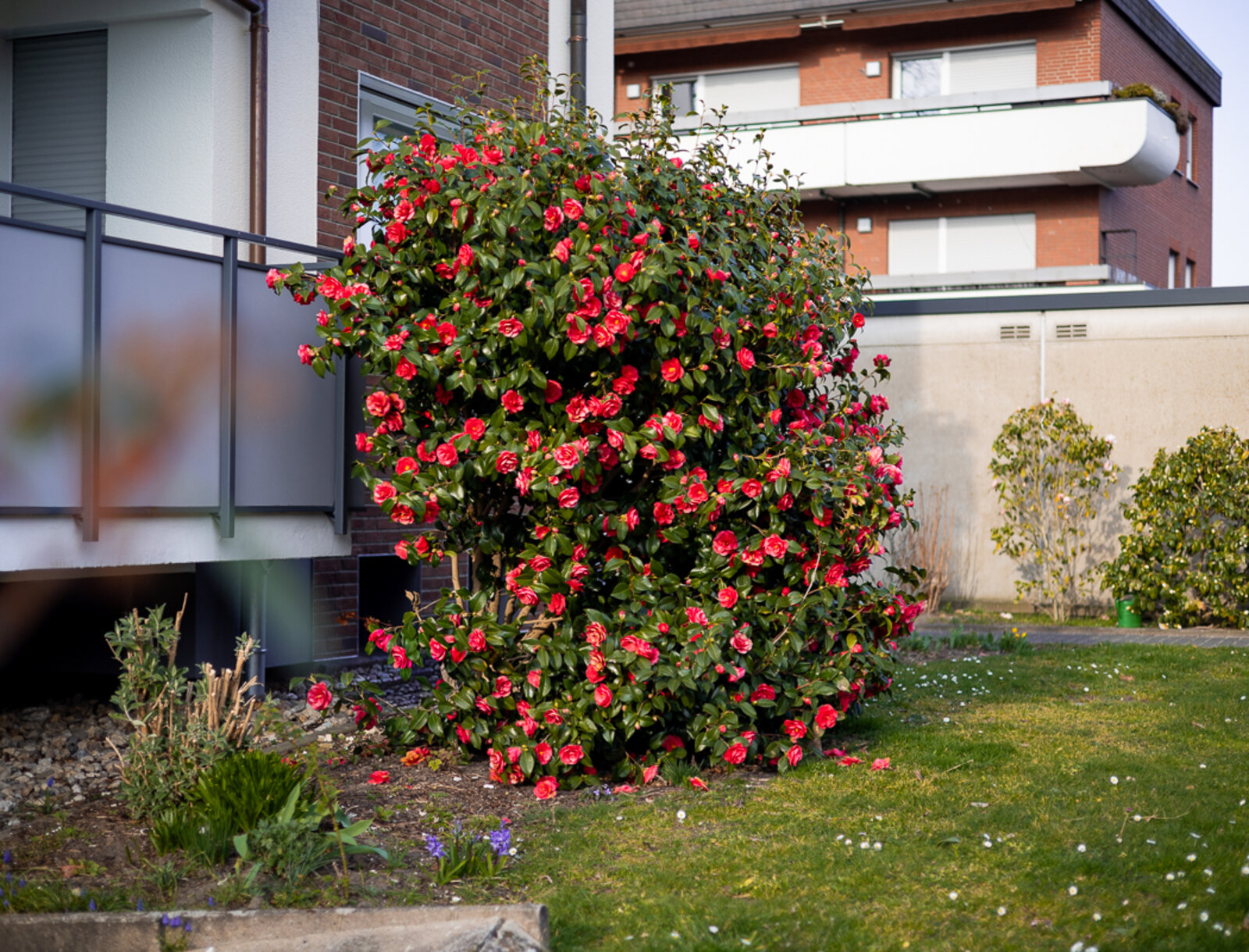 Großer Kamelienstrauch mit vielen roten Blüten in einer Grünanlage vor einem Wohngebäude.