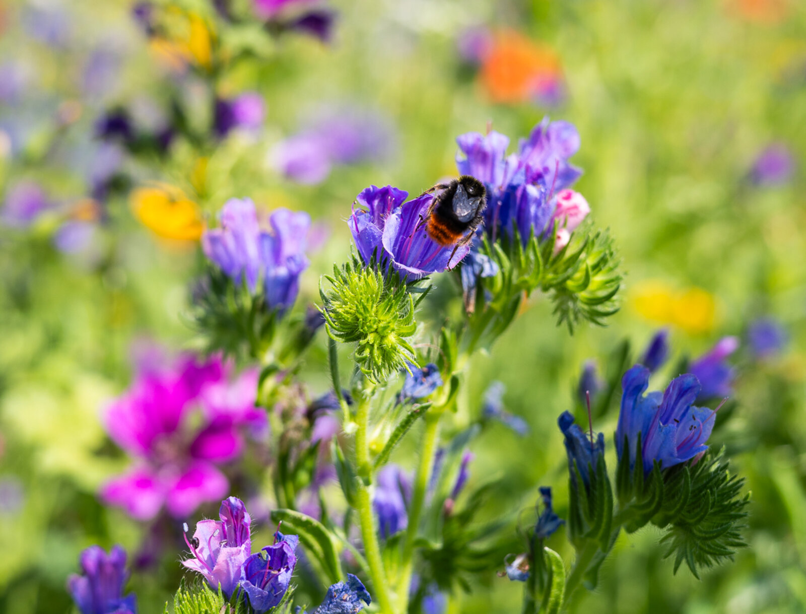 Eine Hummel sitzt auf einer lilafarbenen Blüte.