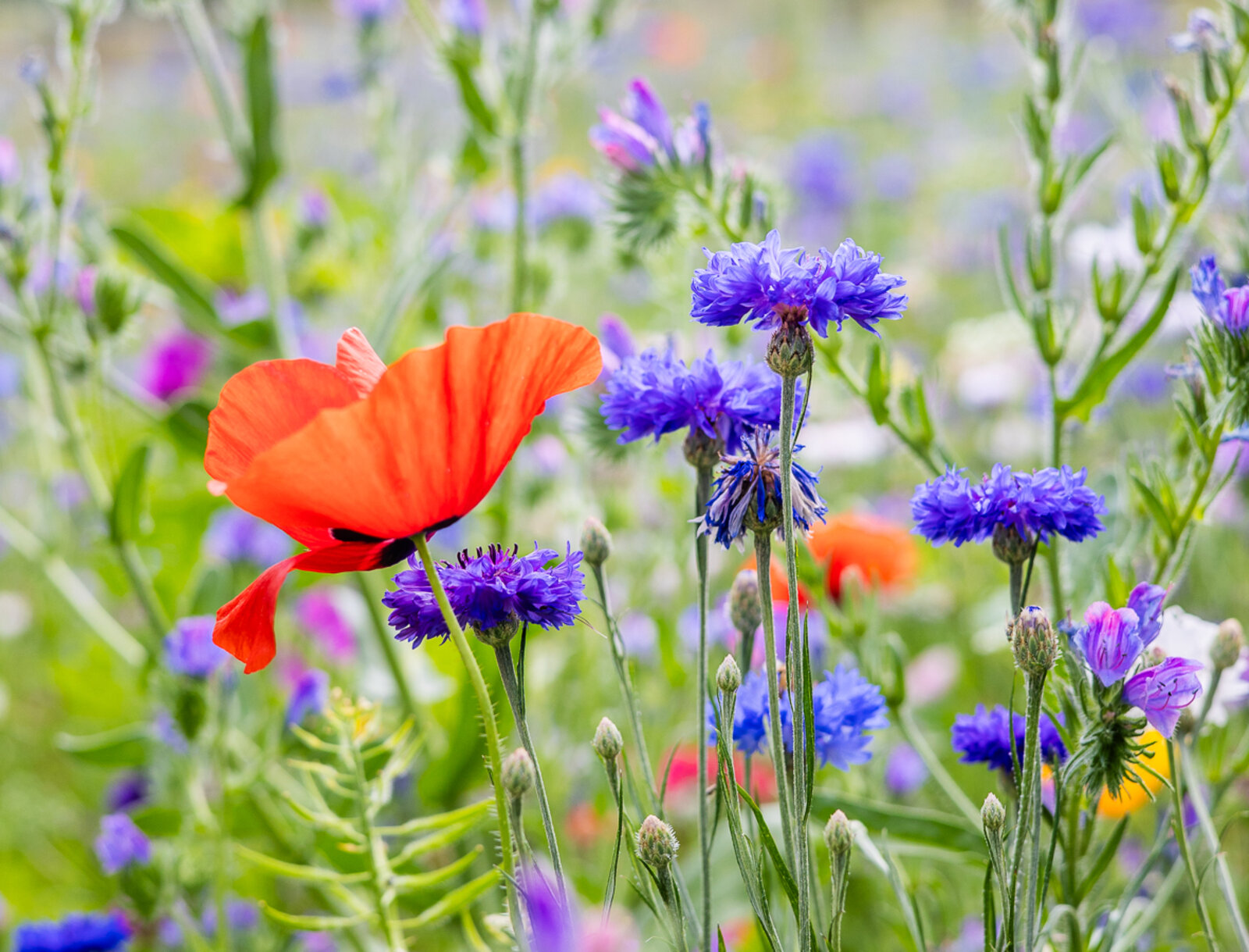 Blühender Klatschmohn und Kornblumen auf einer Wildblumenwiese.