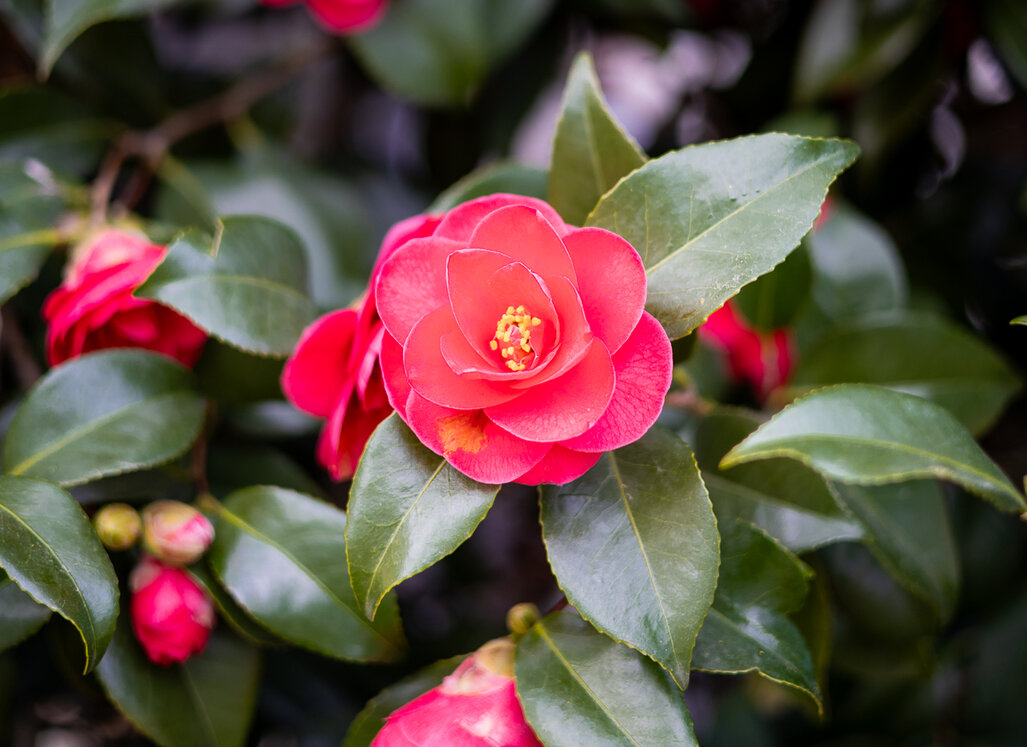 Nahaufnahme einer roten Kamelienblüte mit gelben Staubgefäßen, umgeben von dunkelgrünen Blättern.