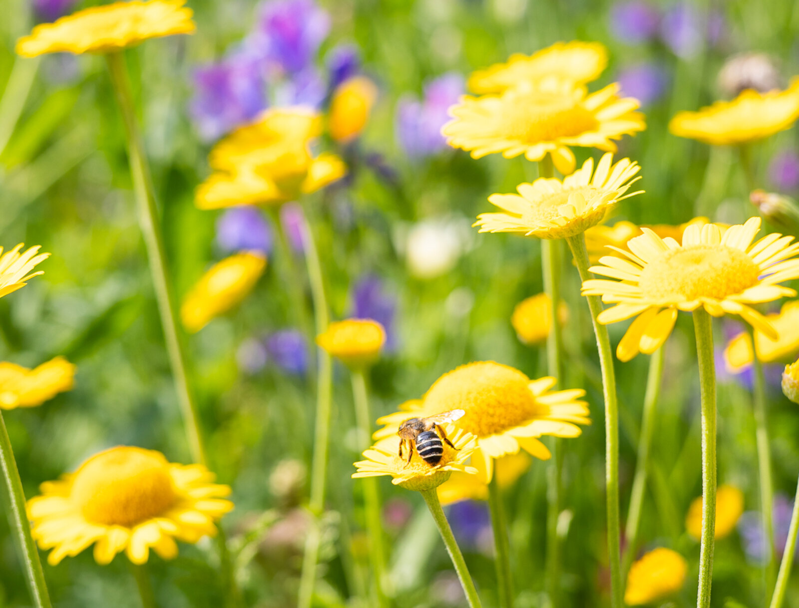 Eine Biene krabbelt auf einer gelben Blüte und sammelt Pollen.