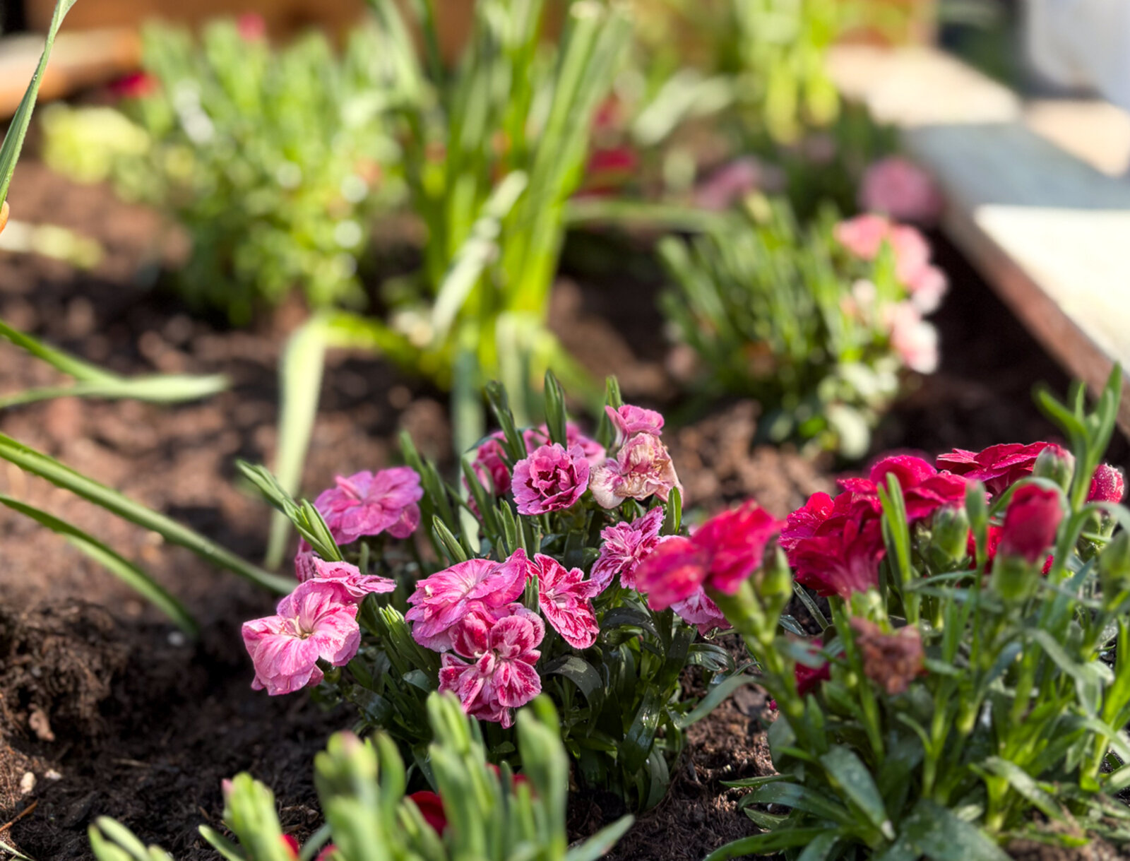 Nahaufnahme eines bepflanzten Hochbeets mit pinken und roten Blumen sowie frischer Erde.