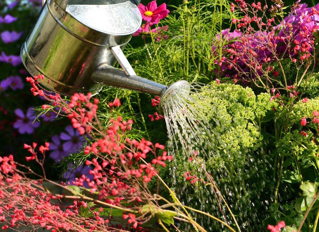 Eine Gießkanne bewässert ein sommerliches Blumenbeet mit feinen Wasserstrahlen.