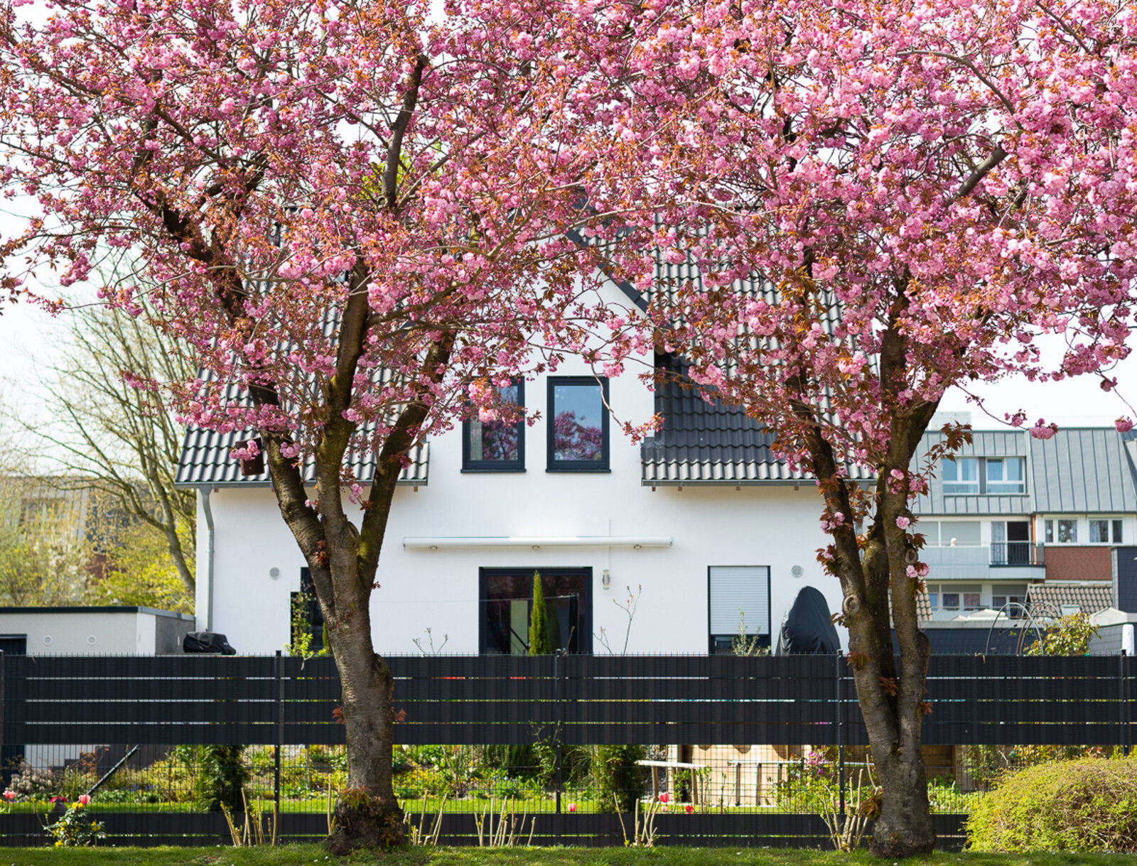 Kirschbäume in voller rosa Blüte säumen einen Wohnweg vor Mehrfamilienhäusern und schaffen eine frühlingshafte Atmosphäre im Quartier.