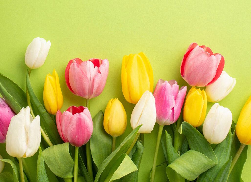 Bunte Tulpen in Weiß, Gelb und Rosa liegen dicht nebeneinander auf einem grünen Hintergrund und bilden ein frühlingshaftes Blumenarrangement.