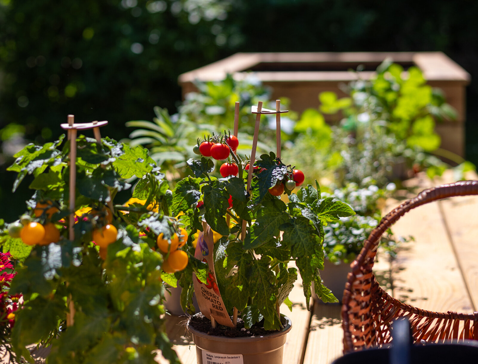 Tomaten stehen zum Einpflanzen bereit