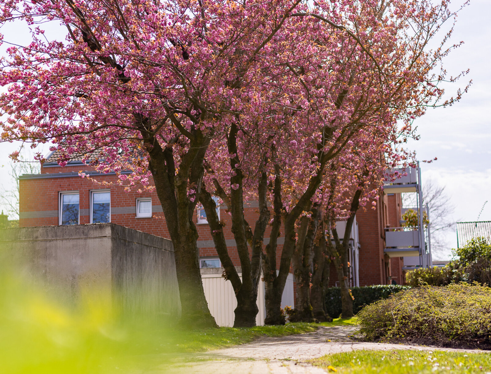 Kirschbäume in voller rosa Blüte säumen einen Wohnweg vor Mehrfamilienhäusern und schaffen eine frühlingshafte Atmosphäre im Quartier.