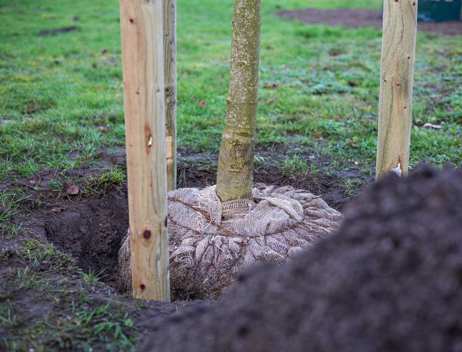 Detailaufnahme eines frisch gepflanzten Baums: Der Wurzelballen ist mit Jute umwickelt und in die Erde eingesetzt, daneben steht eine Holzstütze zur Stabilisierung.
