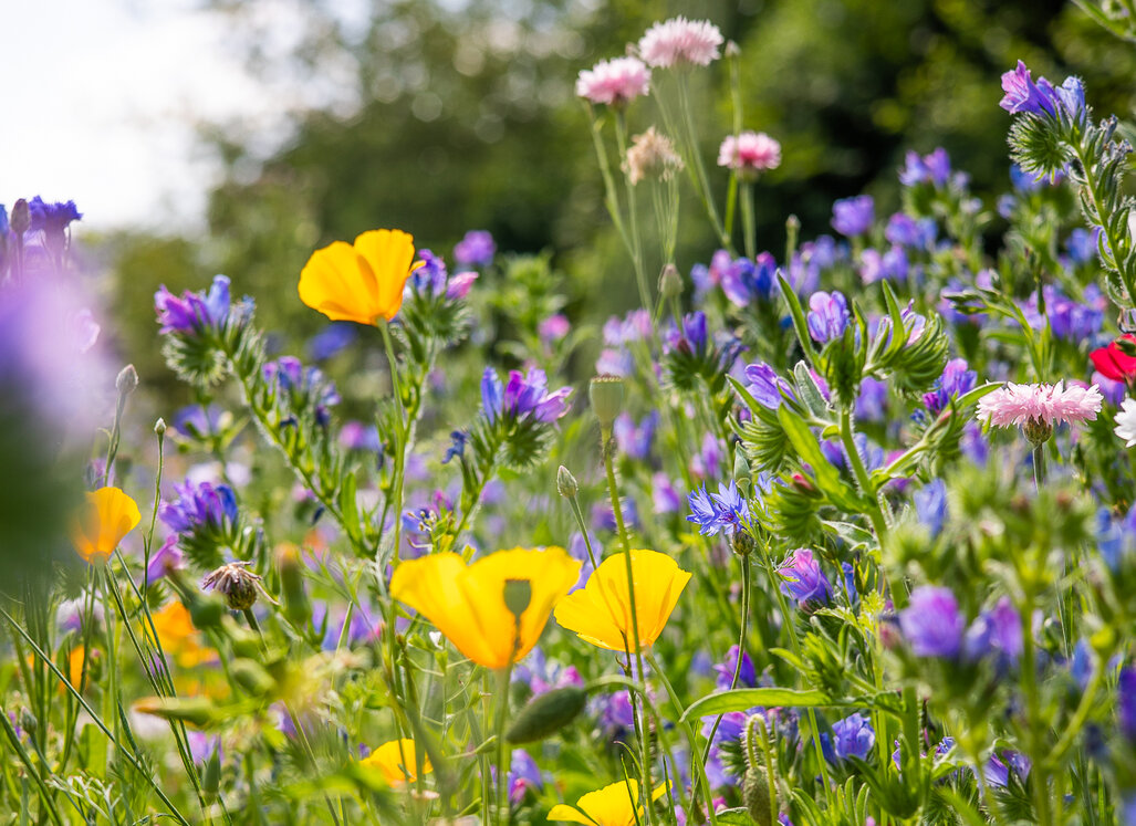 Nahaufnahme verschiedener Wildblumen auf einer Blühwiese.