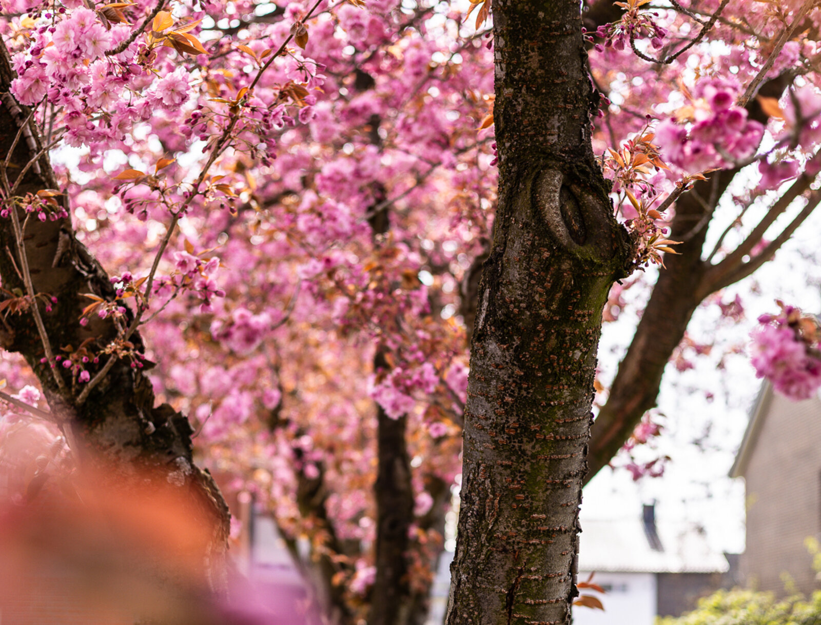 Kirschbäume in voller Blüte mit zahlreichen rosa Blüten säumen einen Weg.